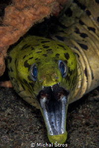 Fimbriated Moray Eel by Michal Štros 